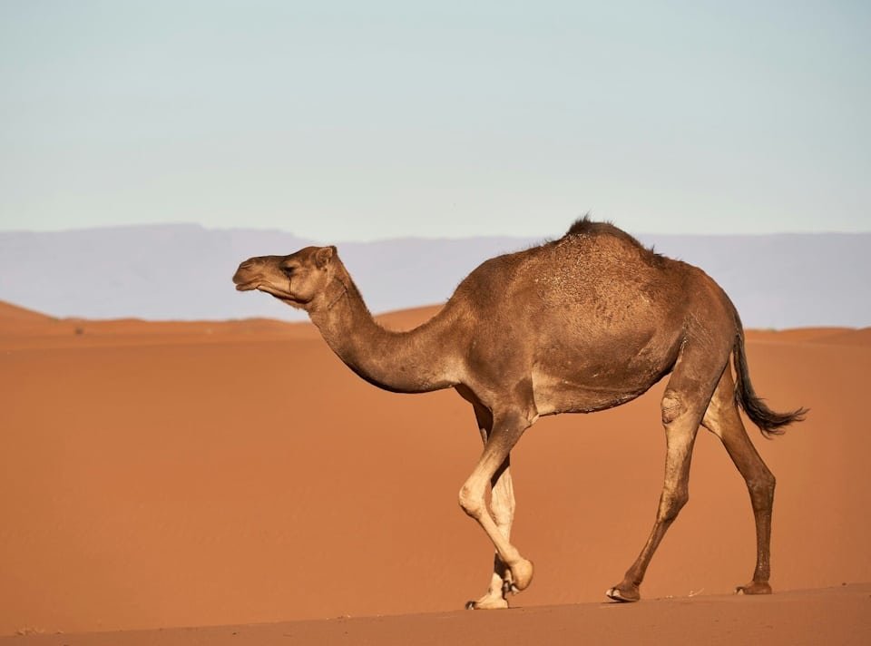 Explore Desert Safari Dubai: Tours & Tips