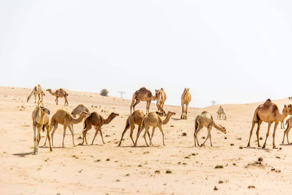 Dubai'de En Üst Düzey Kum Arabası Deneyimi 2026